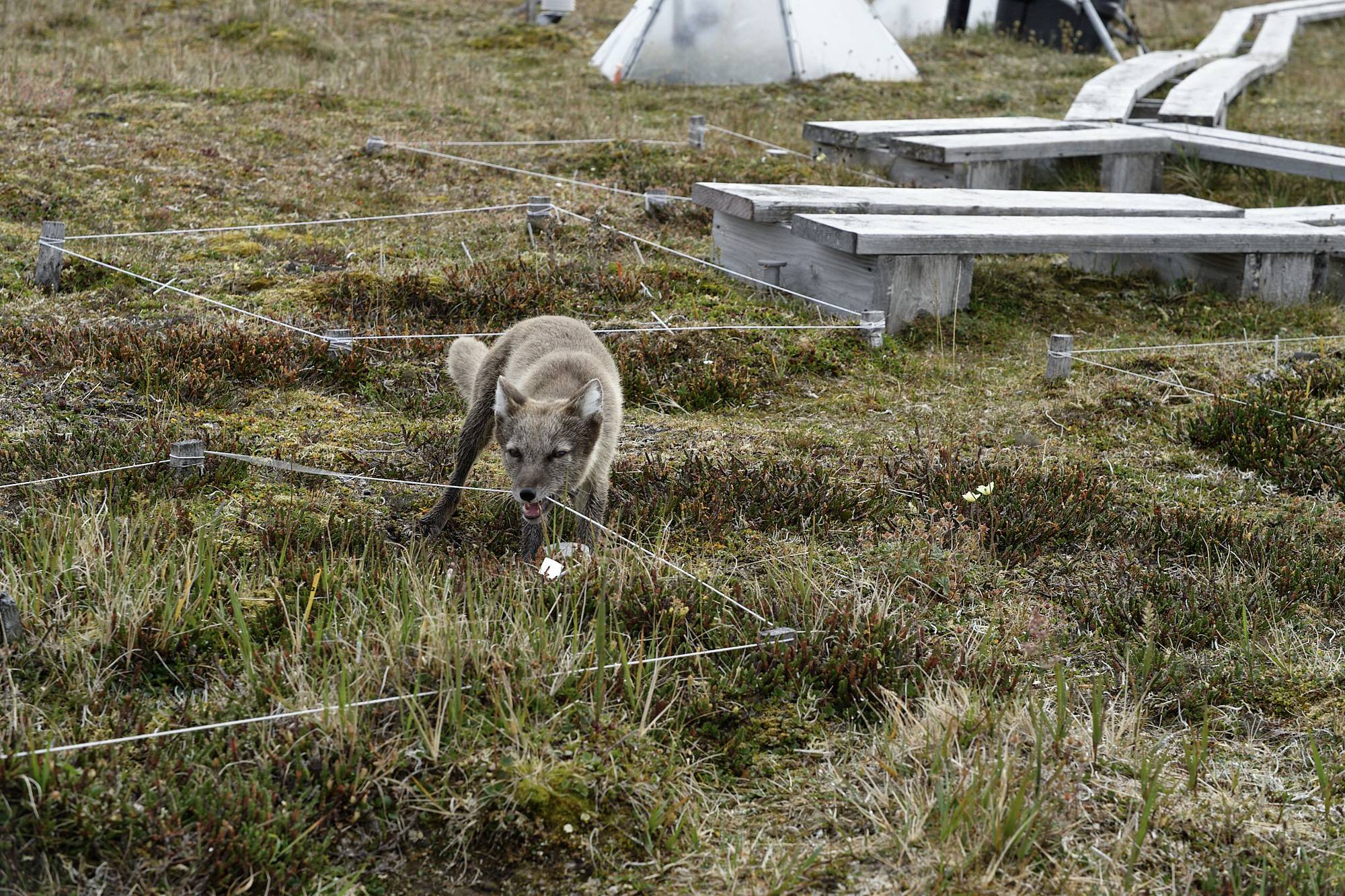 Arctic fox on the tundra. An Arctic fox chews on a string around a plot in a field
